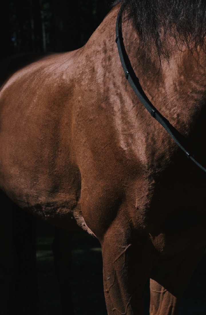 馬のビジュアル